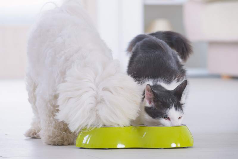 Собаки и кошки – это различные биологические виды, поэтому корм у них – разный