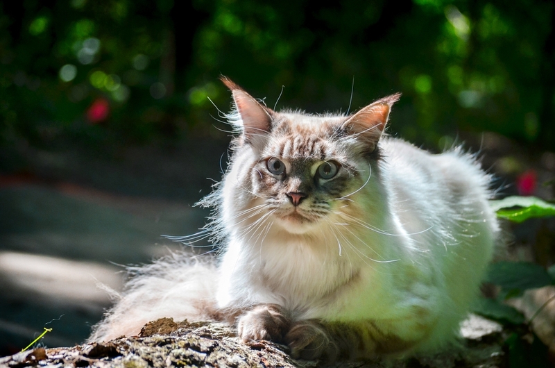 Во время вязки мейн-кунов вмешательство владельцев не требуется