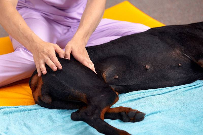 Дисплазия тазобедренного сустава у собак Питание и рекомендации