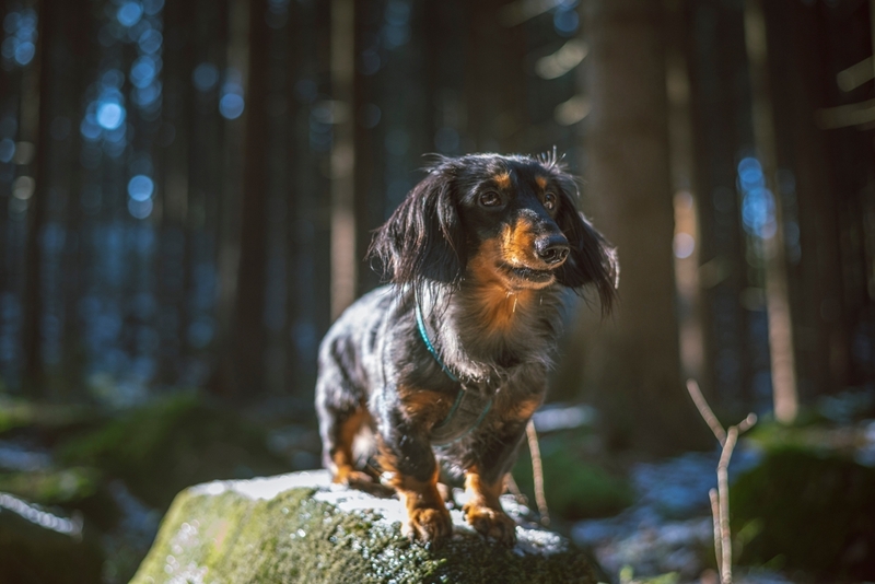 Кроличья разновидность такс