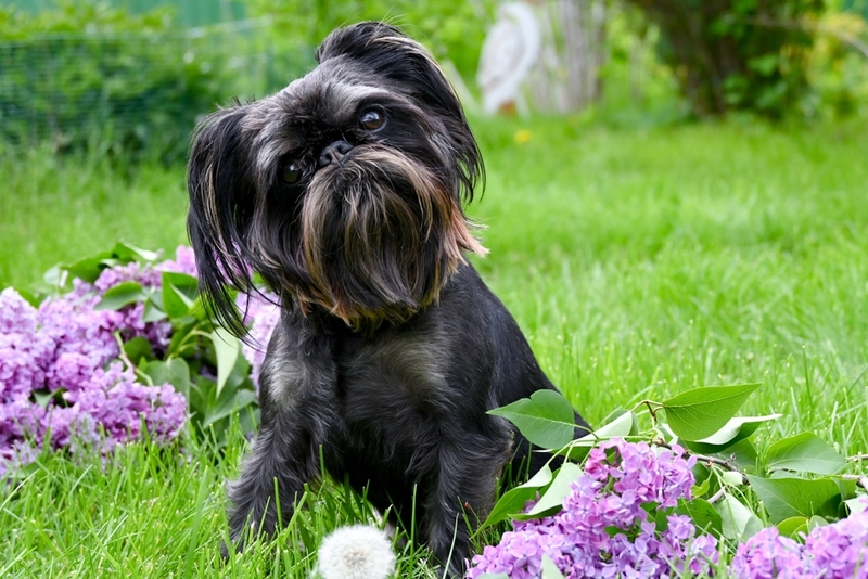 Важно знать, сколько живут собаки гриффоны