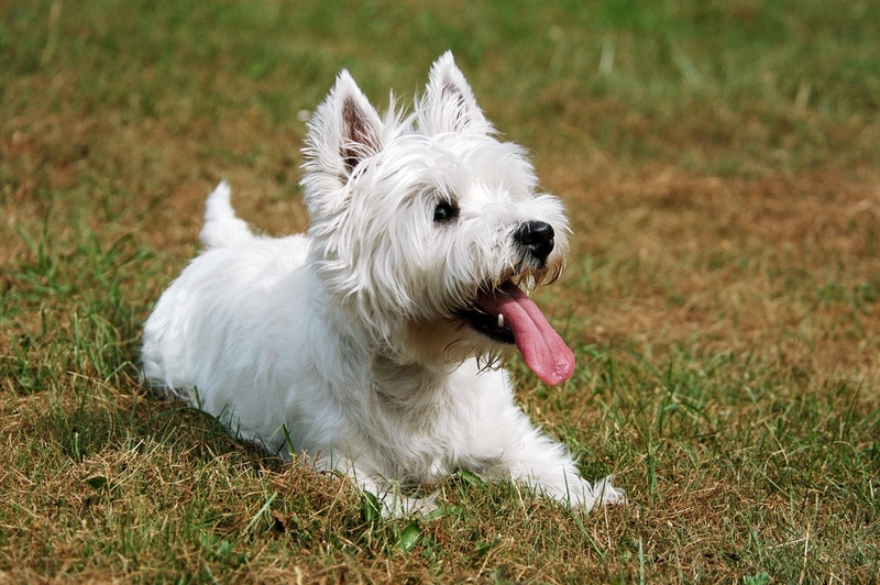 На то, сколько живут вест-хайленд-уайт-терьеры, влияют различные факторы