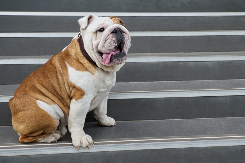 Можно определить, сколько прожил английский бульдог по меркам человека