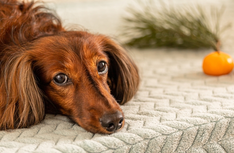 Может ли быть отравление у собаки от манадарина?