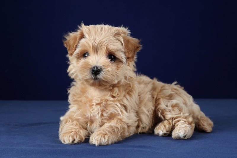 Можно ли назвать мальтипу гипоаллергенными?