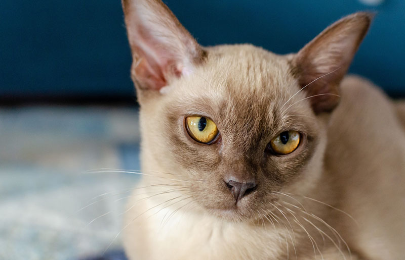 бурма — красивая порода кошек