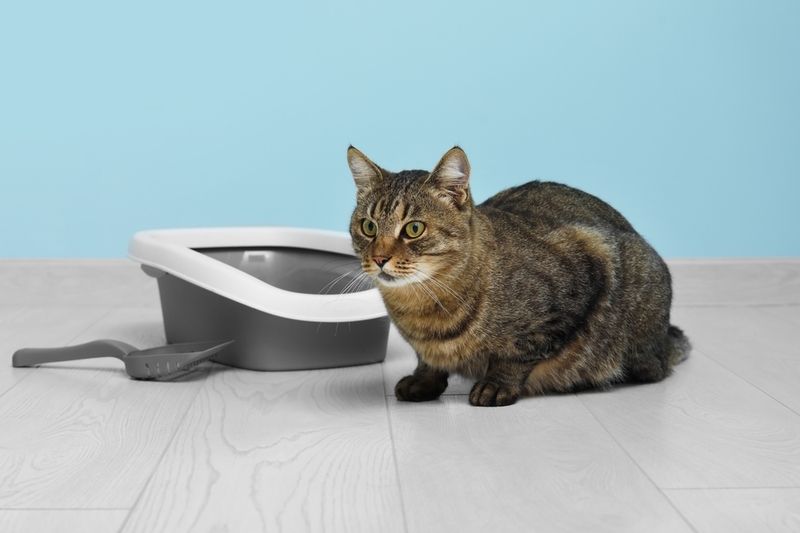 При токсокарозе у кошки в фекалиях будут черви