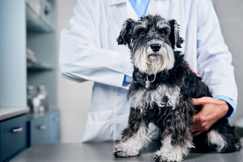 Как проявляется синдром Воблера у собак?