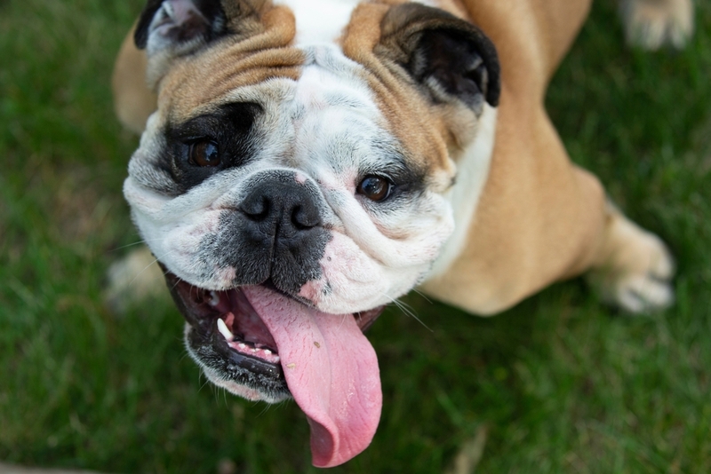 То, сколько весит английский бульдог, зависит от ряда факторов