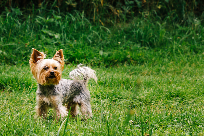 На пятой неделе беременности йоркширского терьера уже заметен живот