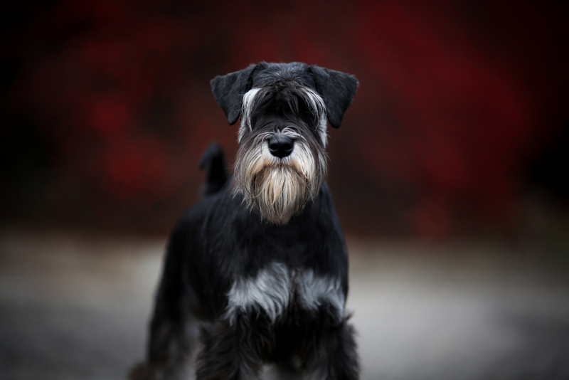 Во время течки у  цвергшнауцера присутствуют выделения