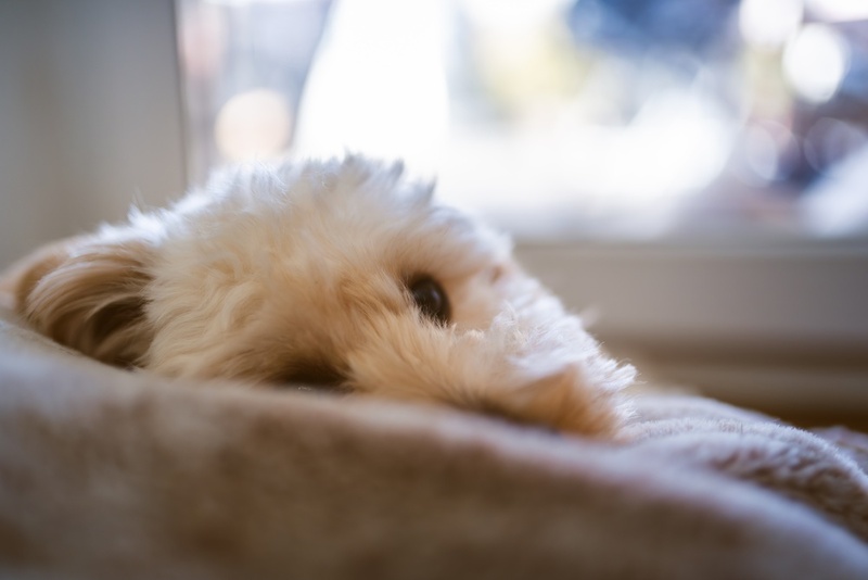 Рацион влияет на то, сколько весит мальтипу