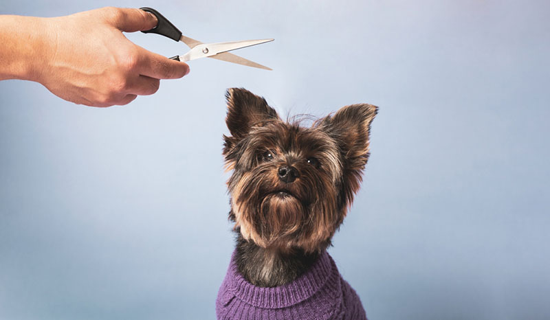 стрижка собаки после мытья
