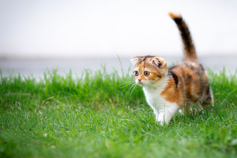 от хозяина зависит до скольки лет проживет его кошка