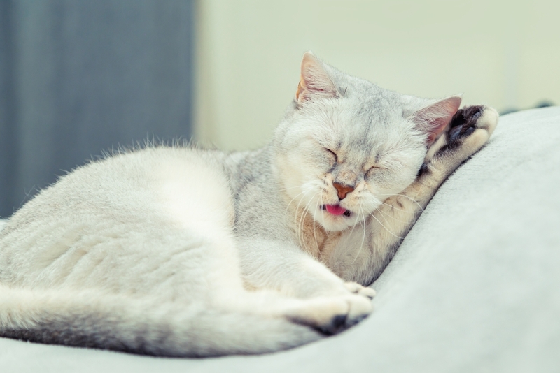 Почему кошки так часто умываются?