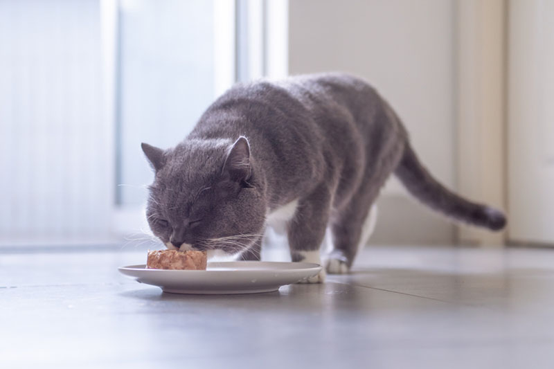 поддерживание аппетита играет роль в выздоровлении кошки, больной герпесом