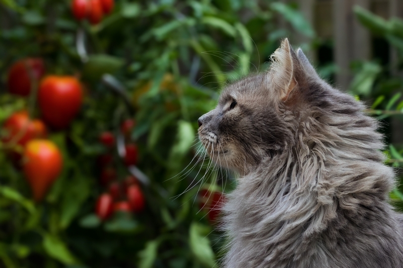 Решать, можно ли давать котам помидоры, должен врач