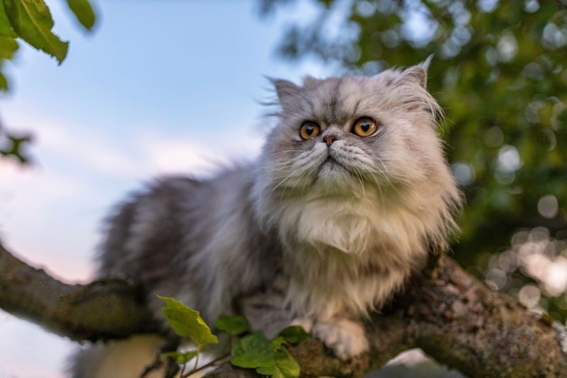 На срок жизни персидской кошки можно влиять положительно
