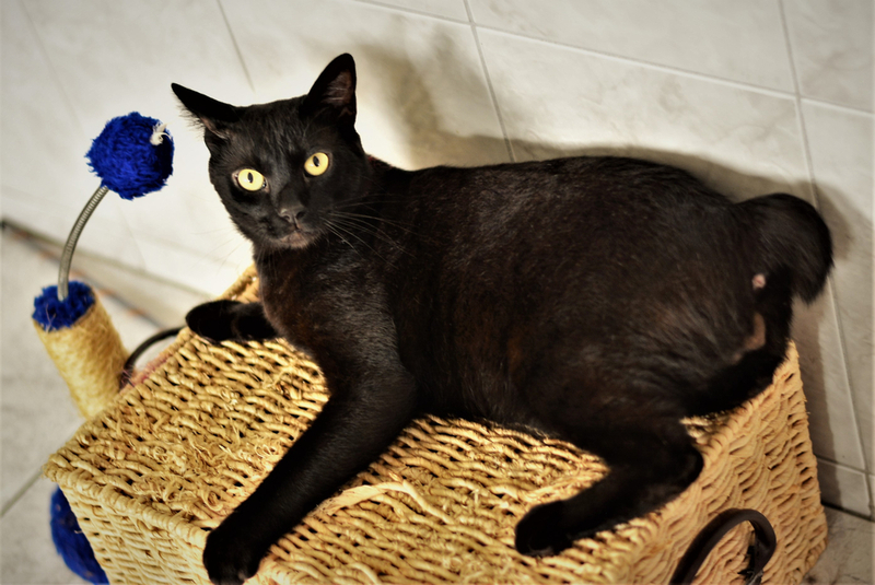 Японский бобтейл — умная и общительная кошка