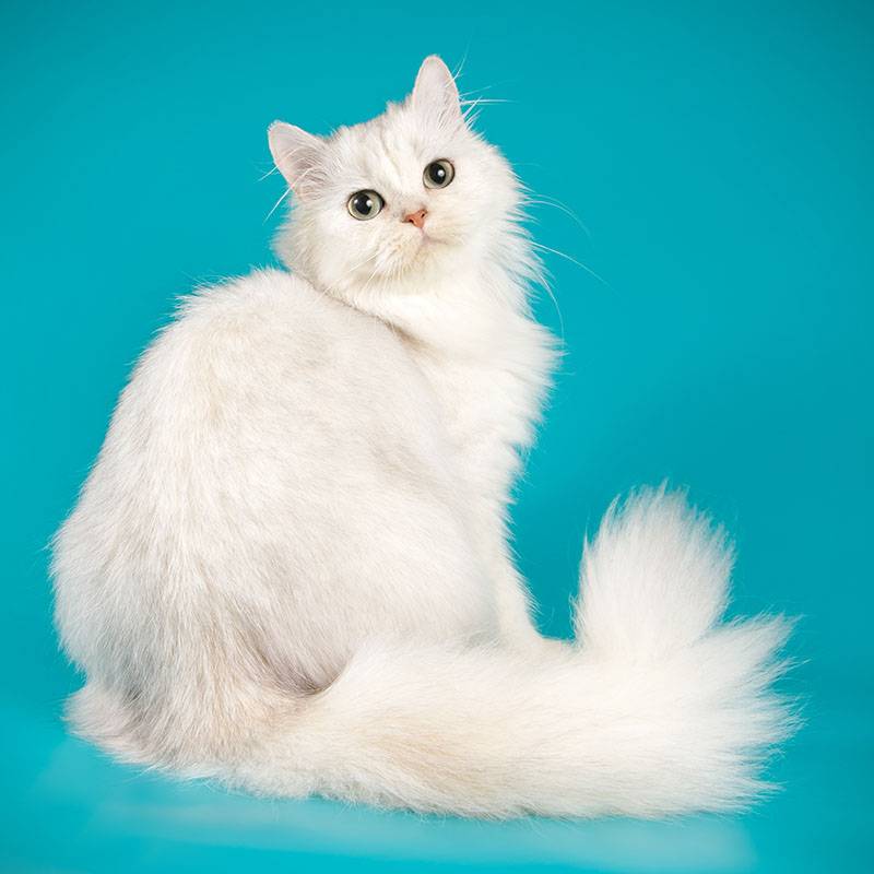 кот персидской породы