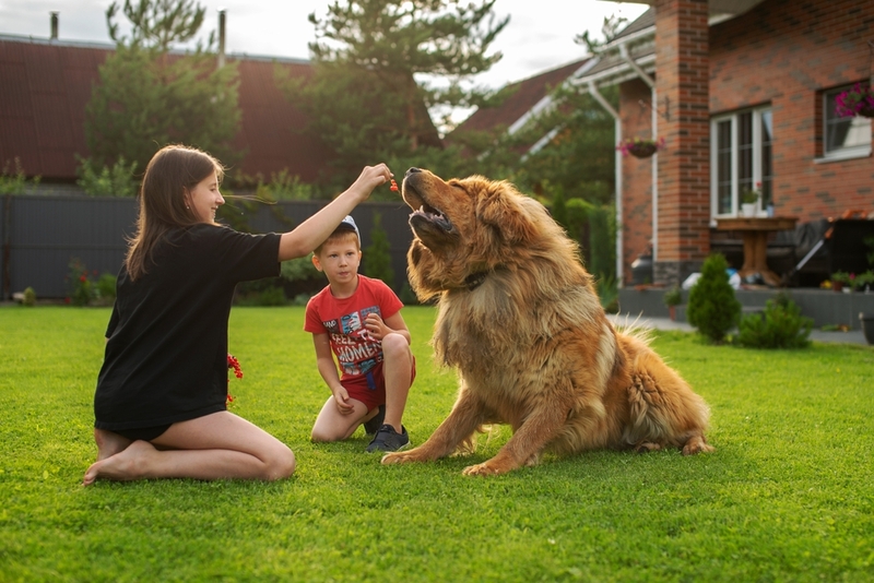Надо следить, сколько весит тибетский мастиф