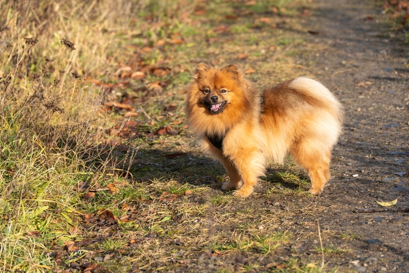 Важно знать, сколько весит померанский шпиц в норме