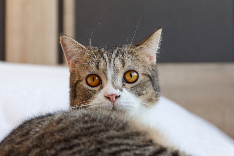 По какой причине у кошки вертикальные зрачки?