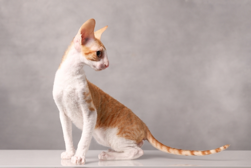 До скольких лет живут корниш-рексы?