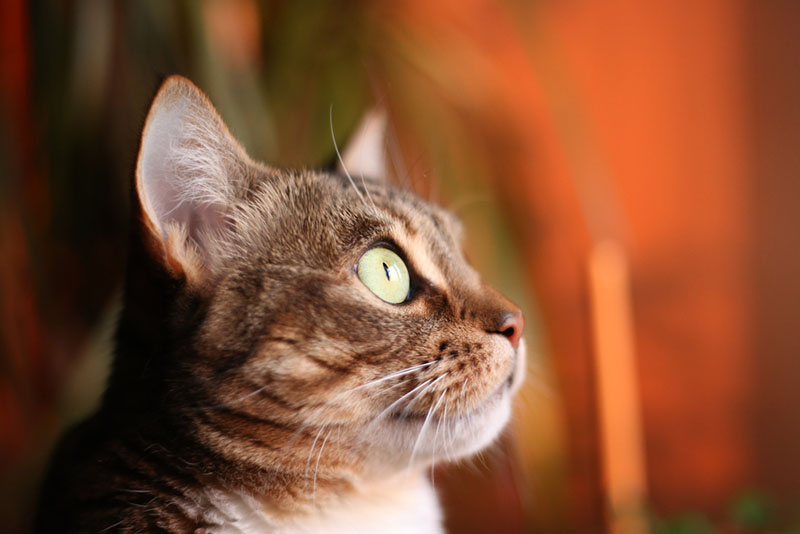 если при касании уха кошка вздрагивает, то следует обратиться к врачу для осмотра и чистки