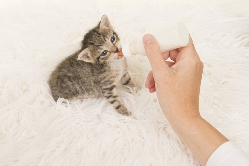 План искусственного кормления котят по неделям: от молока до твердой пищи