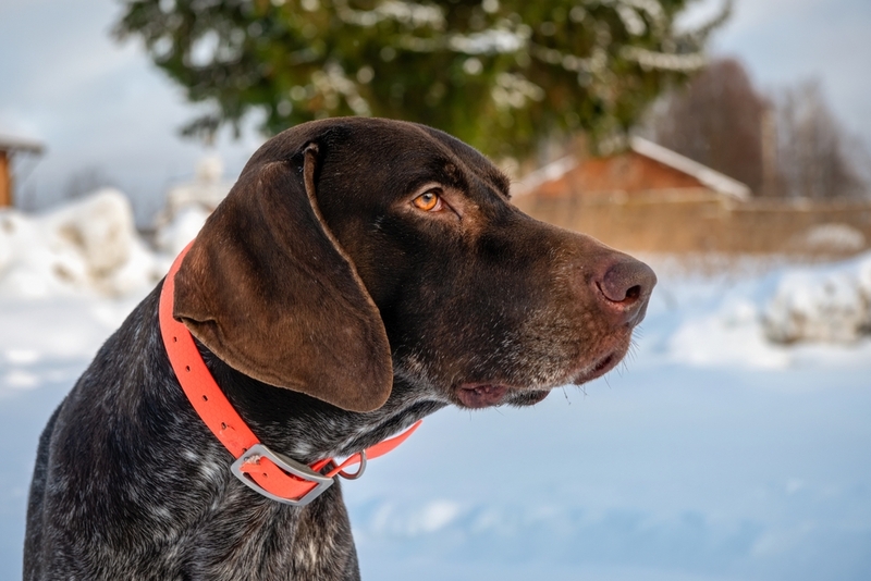 Курцхаар может жить в вольере