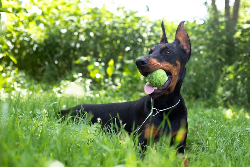 Сколько длится беременность у добермана?