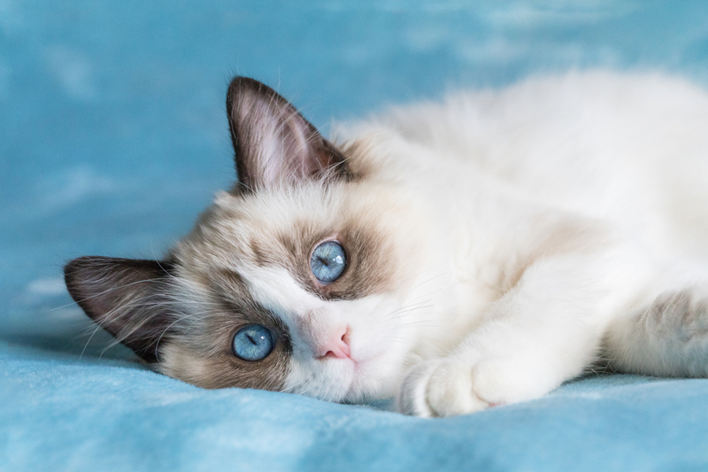 Срок жизни рэгдолла зависит от питания