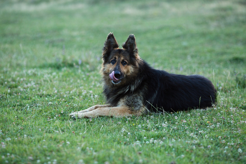 Беременность у немецкой овчарки сопровождается определенными симптомами