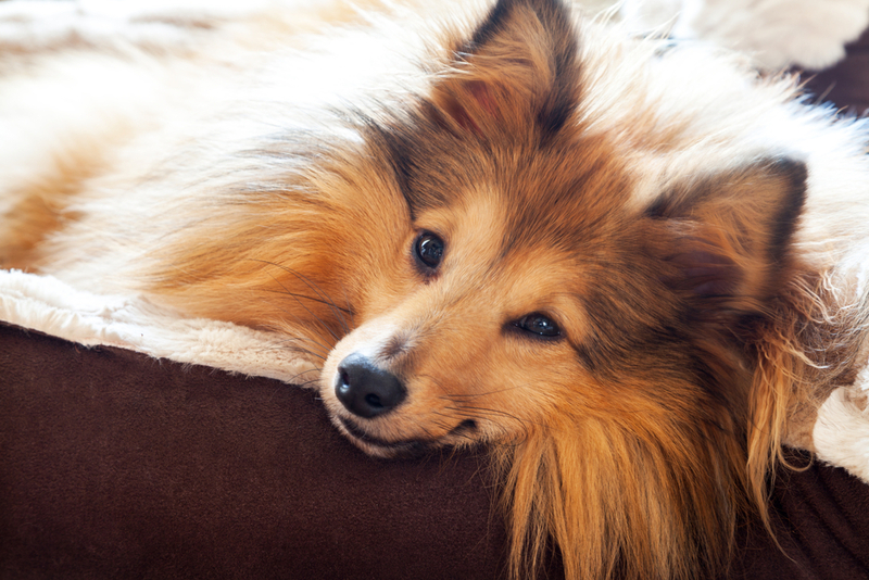 Шелти – порода собак, похожих на лису