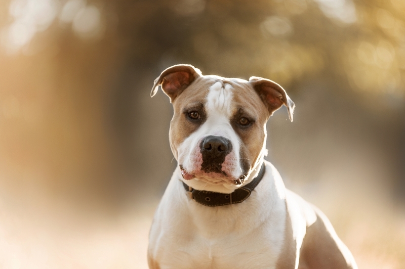 Владельцу надо знать срок жизни американских стаффордширских терьеров