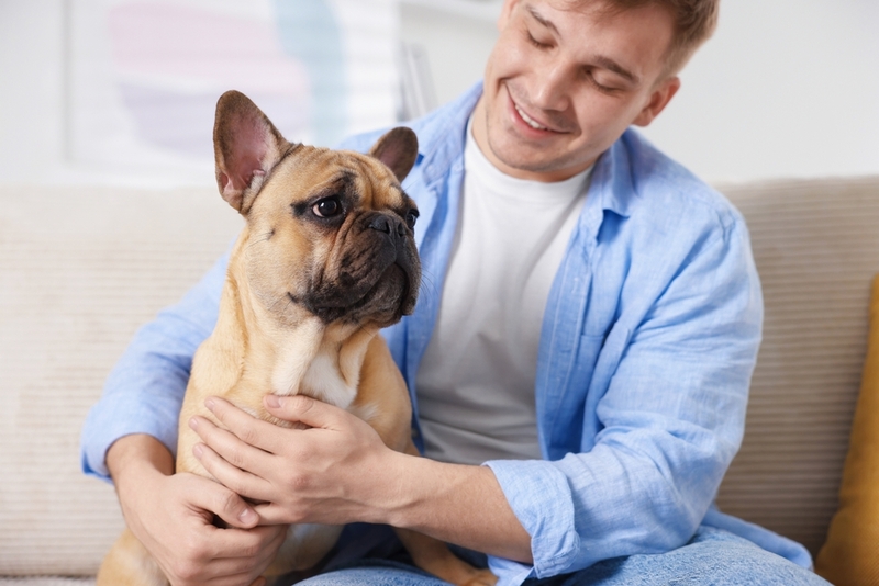 Вязку французского бульдога не проводят в жару