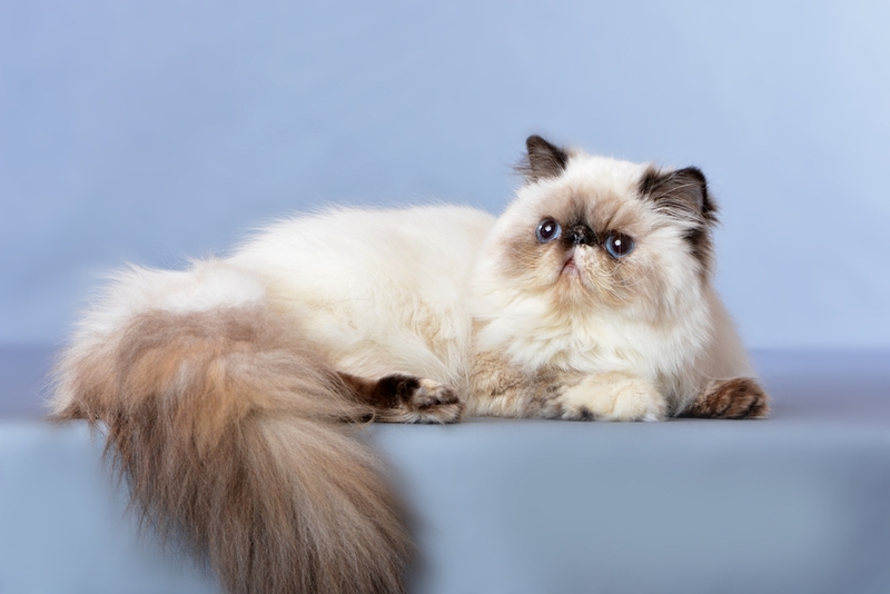 До скольких лет живут персидские кошки?