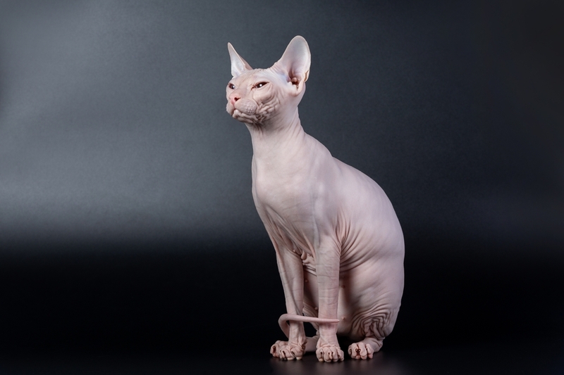 Донские сфинксы – русские коты