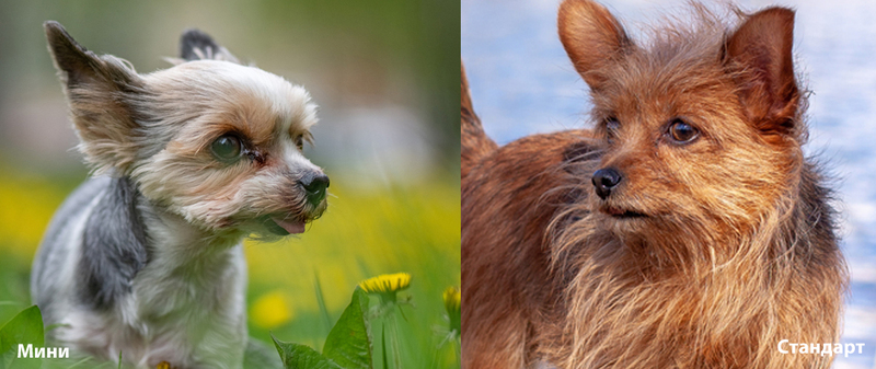 Чем глаза мини-йорка отличаются от стандарта?