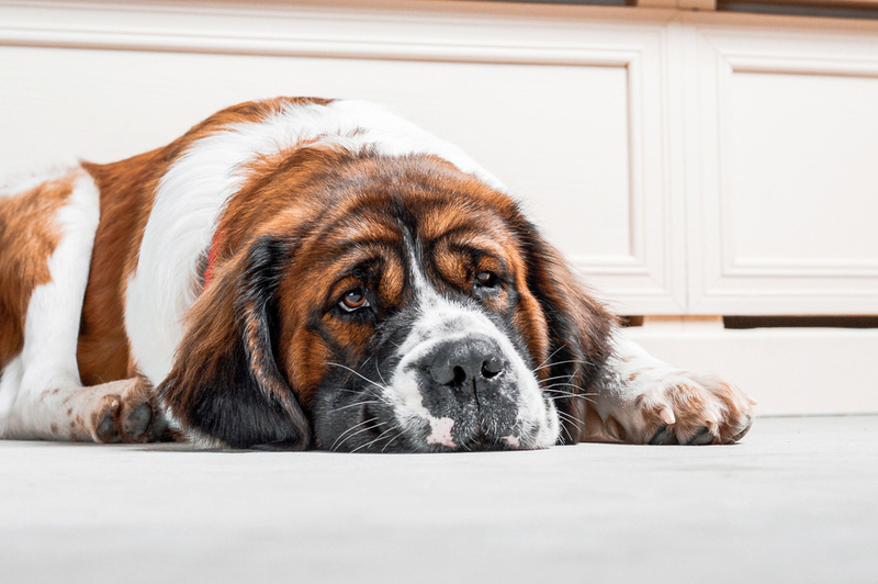 Болезни влияют на то, до скольких лет проживет московская сторожевая