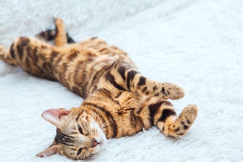 Сколько живут бенгальские кошки: продолжительность жизни бенгалов в  домашних условиях