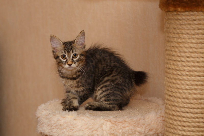 Карельский бобтейл – русская кошка