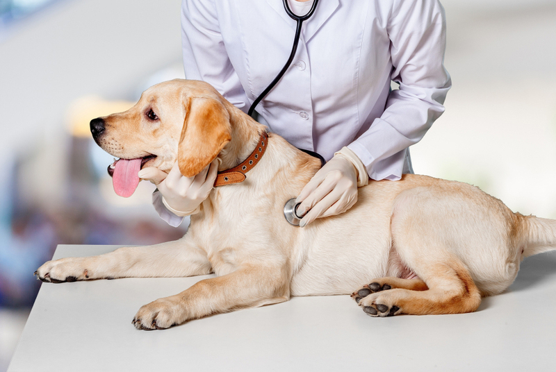 Для собаки с кампилобактериозом без сопутствующих болезней прогноз хороший