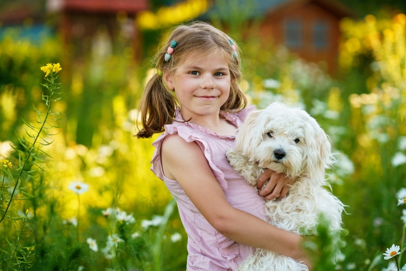 Беременность у мальтийской болонки длится примерно 60 дней