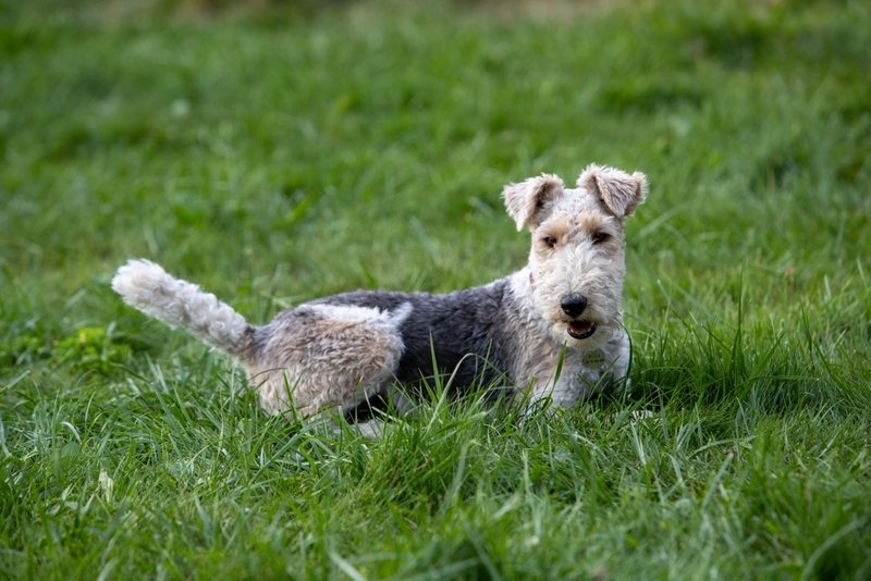 На то, сколько проживет фокстерьер, влияют разные факторы