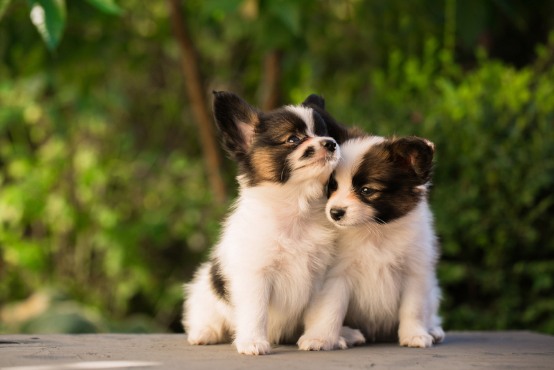 Определить пол собаки можно по репродуктивным органам