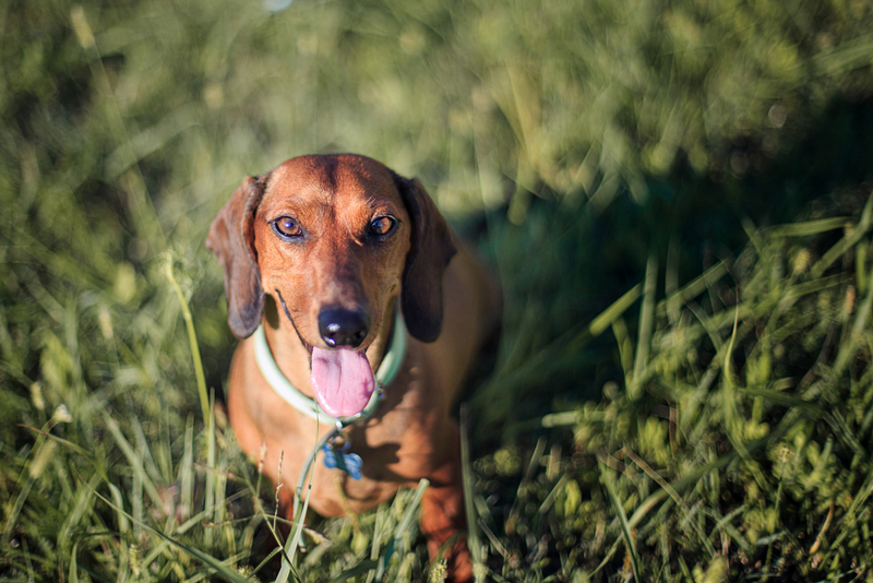 Таксе во время течки нужен уход