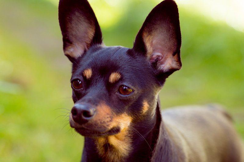 У той-терьеров есть характерные болезни