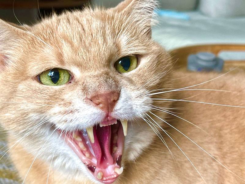 Почему кошки шипят на человека и на друг друга – 10 причин